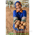 Chinese Walnut Kernels Light Pieces Handhelling (LP)